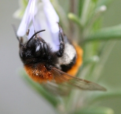 Andrena fulva