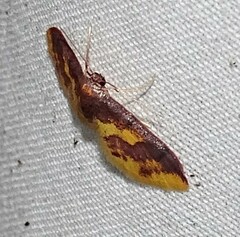 Lophosis labeculata
