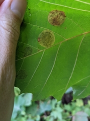 Ectoedemia platanella group