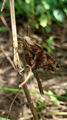 Chioides