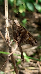 Chioides
