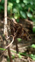 Chioides
