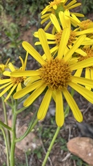 Senecio grisebachii
