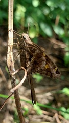 Chioides