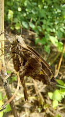 Chioides
