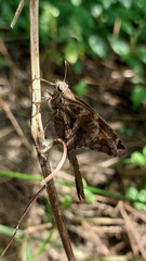 Chioides