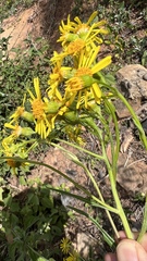 Senecio grisebachii