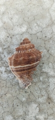 Neogastropoda