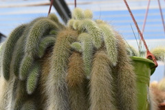 Cleistocactus colademononis