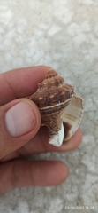 Neogastropoda