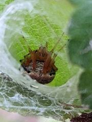 Araneus thaddeus