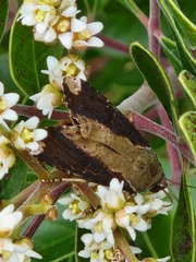 Magusa divaricata