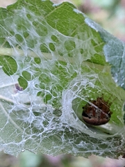 Araneus thaddeus