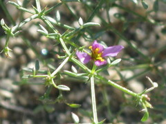 Fagonia laevis