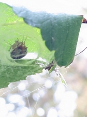 Araneus thaddeus