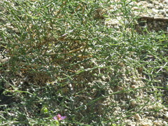Fagonia laevis