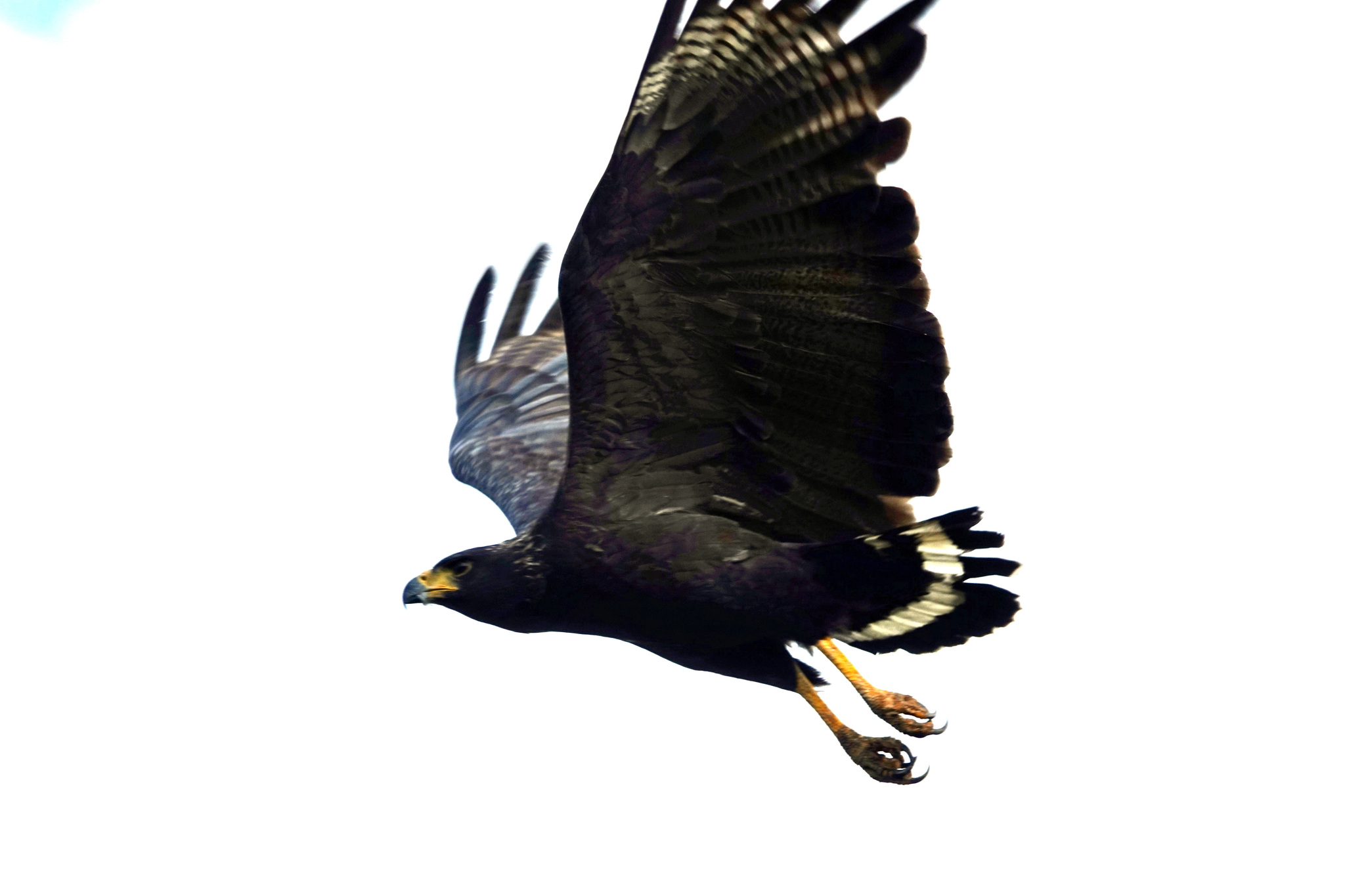 Águila Solitaria (Buteogallus solitarius) · NaturaLista Colombia