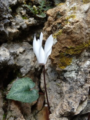 Cyclamen creticum