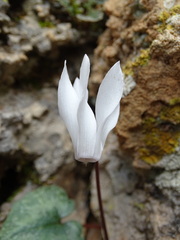 Cyclamen creticum