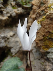 Cyclamen creticum