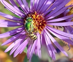 Agapostemon texanus