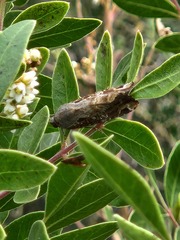 Magusa divaricata