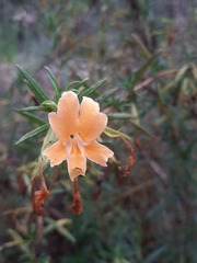 Diplacus aurantiacus