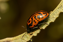 Calligrapha mexicana