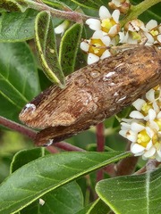 Magusa divaricata
