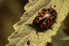 Calligrapha mexicana