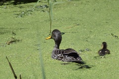 Anas undulata undulata