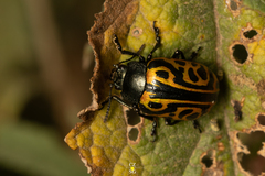 Calligrapha mexicana