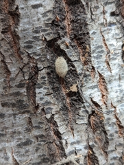 Druon quercuslanigerum