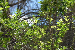 Forestiera reticulata