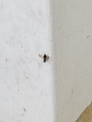 Pseudotephritis vau