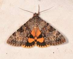 Catocala desdemona