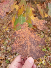 Quercus rubra