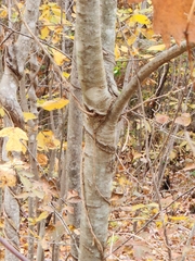 Quercus rubra