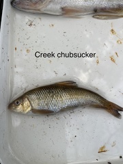 Erimyzon claviformis