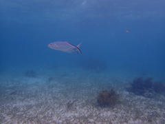 Caranx ruber