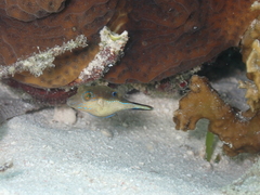 Canthigaster rostrata