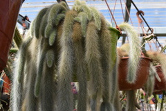 Cleistocactus colademononis