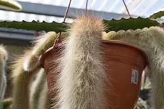 Cleistocactus colademononis
