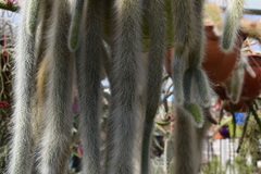 Cleistocactus colademononis