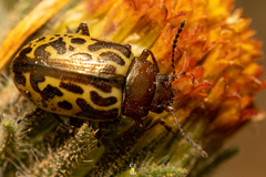 Zygogramma piceicollis