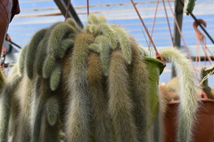 Cleistocactus colademononis