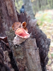 Merulius tremellosus