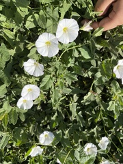 Convolvulus arvensis