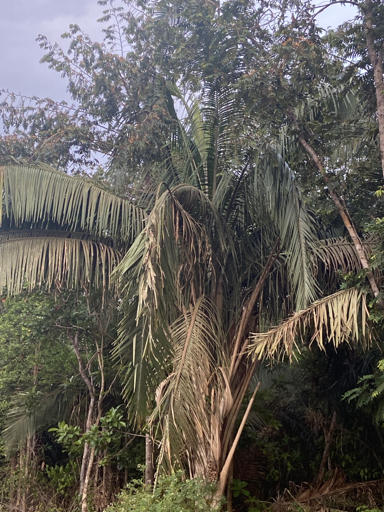 Attalea speciosa
