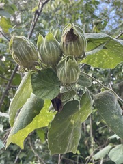 Hibiscus clypeatus